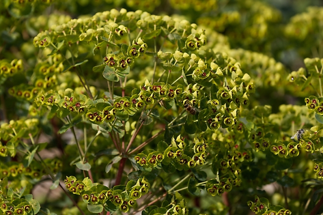 Jardin des Impressionnistes-MAI14-092